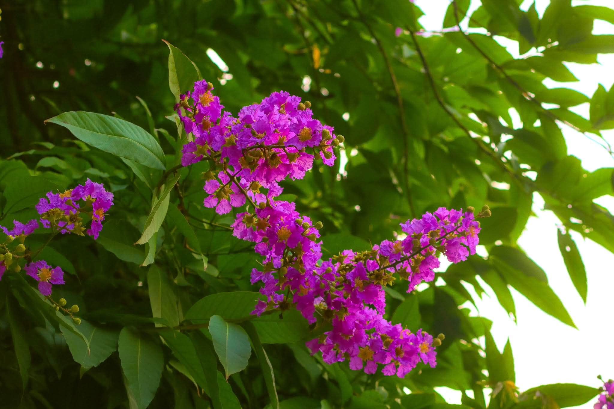 প্রকৃতির ক্যানভাসে বেগুনি আভা: বাংলার গর্ব জারুল