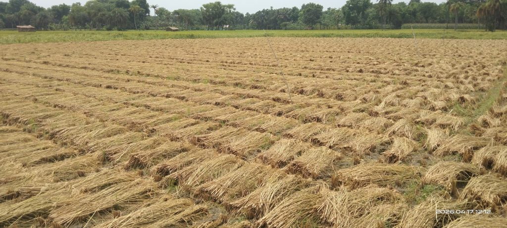 তালায় শ্রমিক সংকটের কারণে বোরো সংগ্রহে হিমশিম খাচ্ছে কৃষক