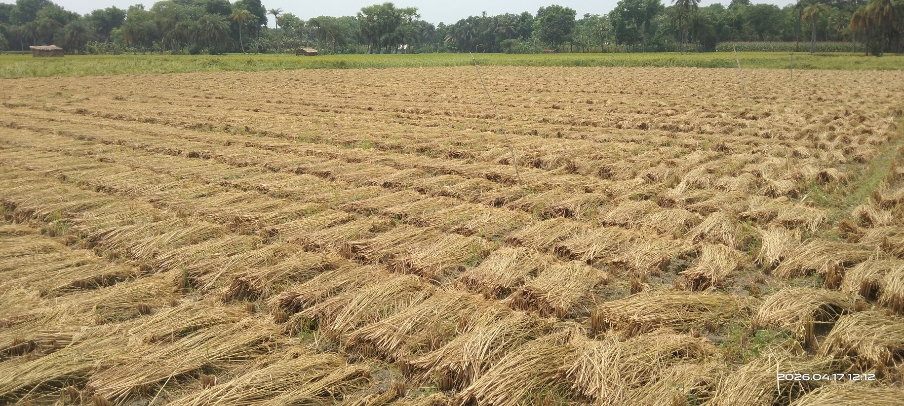 তালায় শ্রমিক সংকটের কারণে বোরো সংগ্রহে হিমশিম খাচ্ছে কৃষক