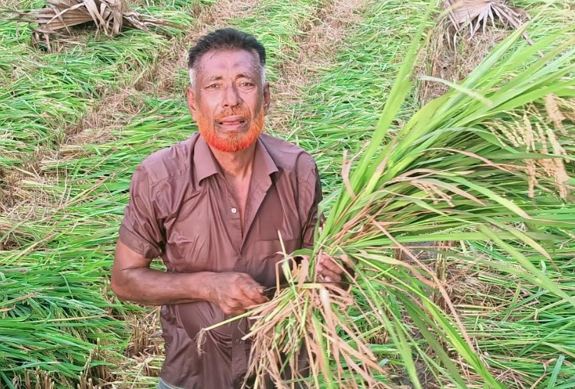 বোরো ধানের বাম্পার ফলনেও দাম নিয়ে শঙ্কায় দেবহাটা উপজেলার কৃষক