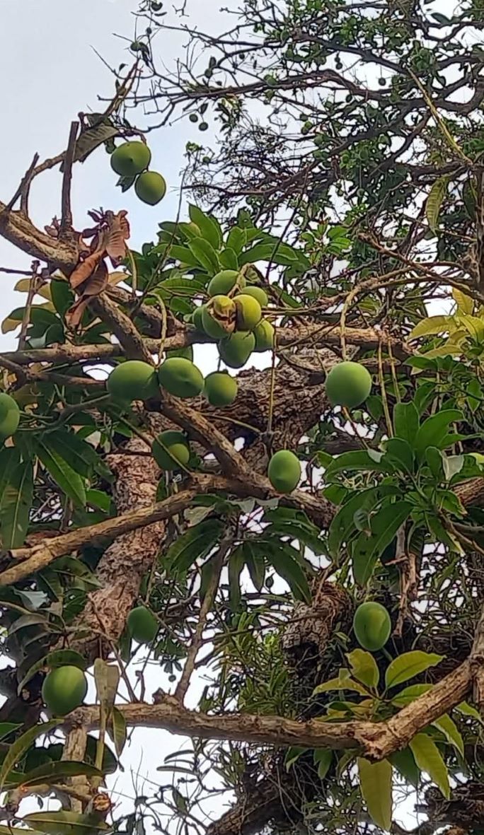 তীব্র দাবদাহে মৌসুমী ফল ও ফসল বিপর্যয়ের শঙ্কা