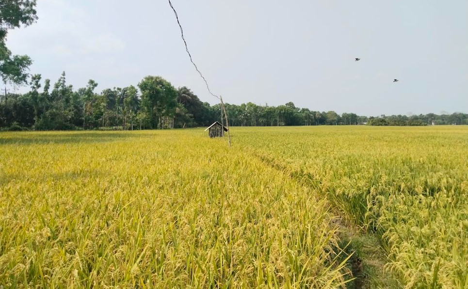 বিদ্যুৎ ও জ্বালানি সংকটের পাশাপাশি ধানের দামে ধস, দুশ্চিন্তায় সাতক্ষীরার কৃষকরা