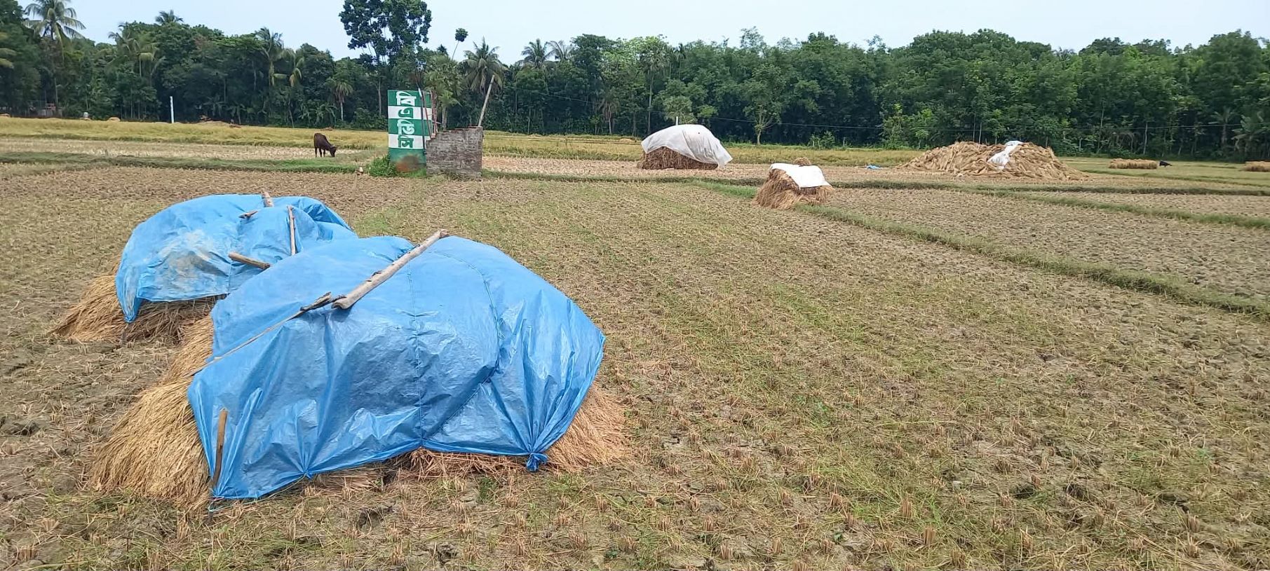 পাইকগাছায় বোরো ধানের বাম্পার ফলন হলেও কাল বৈশাখী ঝড়বৃষ্টিতে আতঙ্কে কৃষক