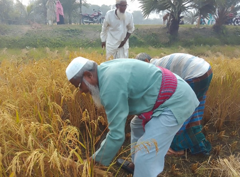 মণিরামপুরে কৃষকদের সঙ্গে ধান কাটলেন সংসদ সদস্য গাজী এনামুল হক