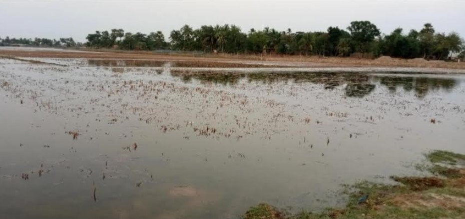 আশাশুনিতে ১০ হাজার বিঘা ধানের জমিতে লোনাপানি, বিপাকে কৃষক