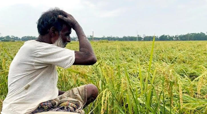 শার্শায় ডিজেল নিয়ে ‘কারসাজি’, কেজিতে ৩৮ টাকা বেশি দিচ্ছেন কৃষক!