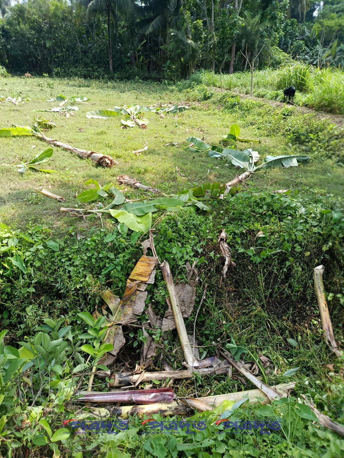 তালায় জমি দখলের চেষ্টা, কলাগাছ কেটে ক্ষতি