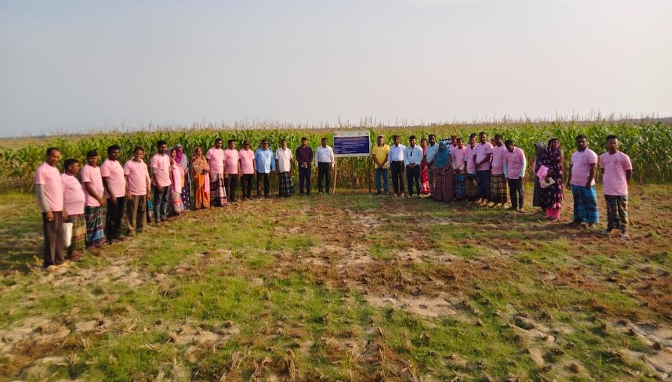 শ্যামনগরের লবণাক্ত জমিতে ভুট্টার হাসি, কৃষিতে নতুন সম্ভাবনা