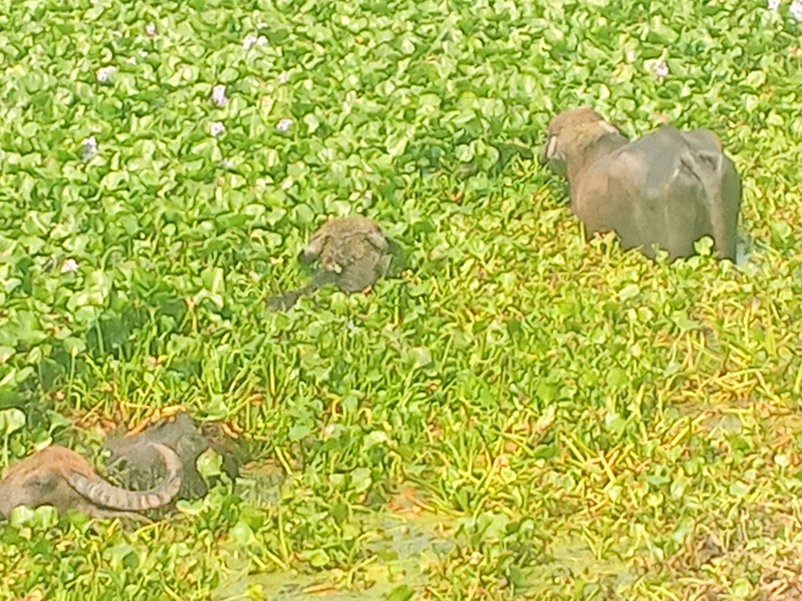 সাতক্ষীরায় পুড়ছে জনজীবন, হাসপাতালেও জায়গা নেই শিশুদের