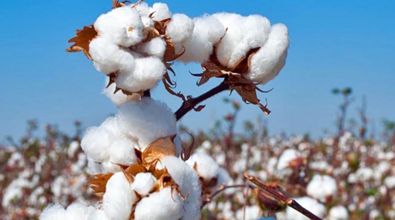 ভোমরা স্থলবন্দর দিয়ে কাঁচা তুলা আমদানি কমেছে প্রায় অর্ধেক