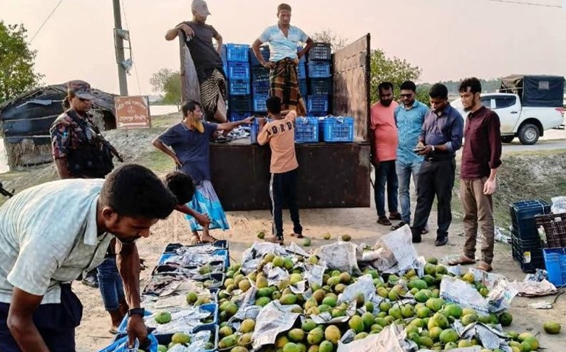 কালিগঞ্জে সাড়ে তিন হাজার কেজি আম আটক, পরে বিনষ্ট