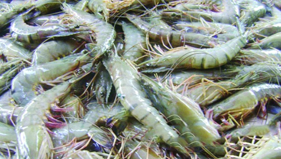 লোডশেডিংয়ে হুমকির মুখে দক্ষিণাঞ্চলের হিমায়িত চিংড়ি শিল্প