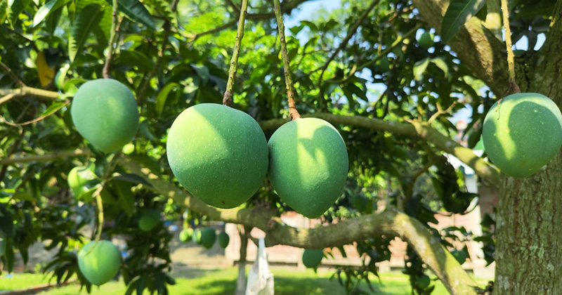 সাতক্ষীরায় আম ক্যালেন্ডার ঘোষণা