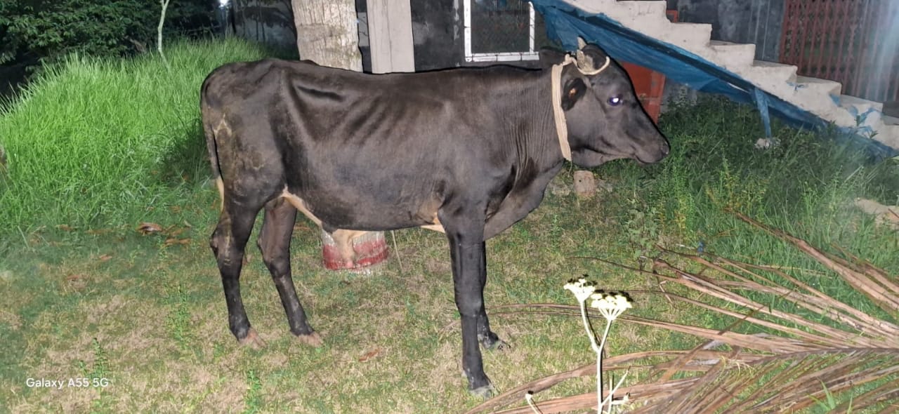 চোর গেল জেলে, আলামত গরু নিয়ে বিপাকে ব্রহ্মরাজপুর পুলিশ ফাঁড়ি!