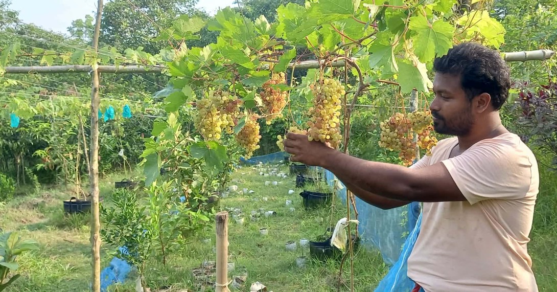উপকূলের লবনাক্ত মাটিতে শখের আঙুর চাষে সফল উদ্যোক্তা তৈয়েবুর রহমান
