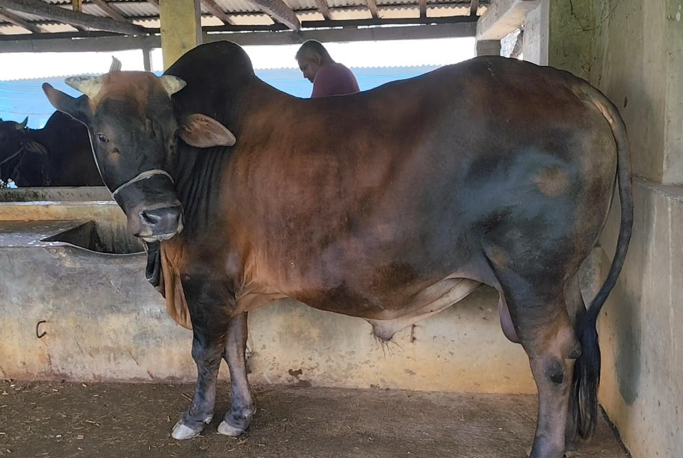 সাতক্ষীরায় কুরবানির বাজারের চমক ‘লাল বাহাদুর’