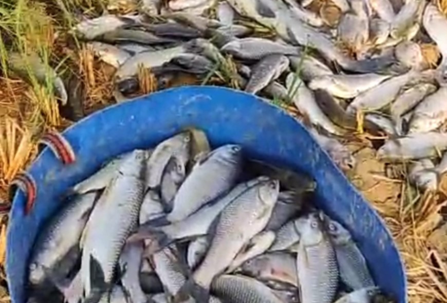 সাতক্ষীরা বকচরায় মৎস্য ঘেরে বিষ দিয়ে মাছ নিধনের অভিযোগ
