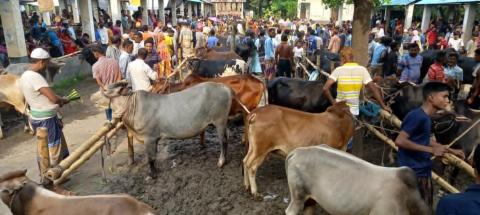 তিন পক্ষের টানাটানিতে গদাইপুর কুরবানির পশুর হাট বন্ধ, এলাকায় চরম ক্ষোভ