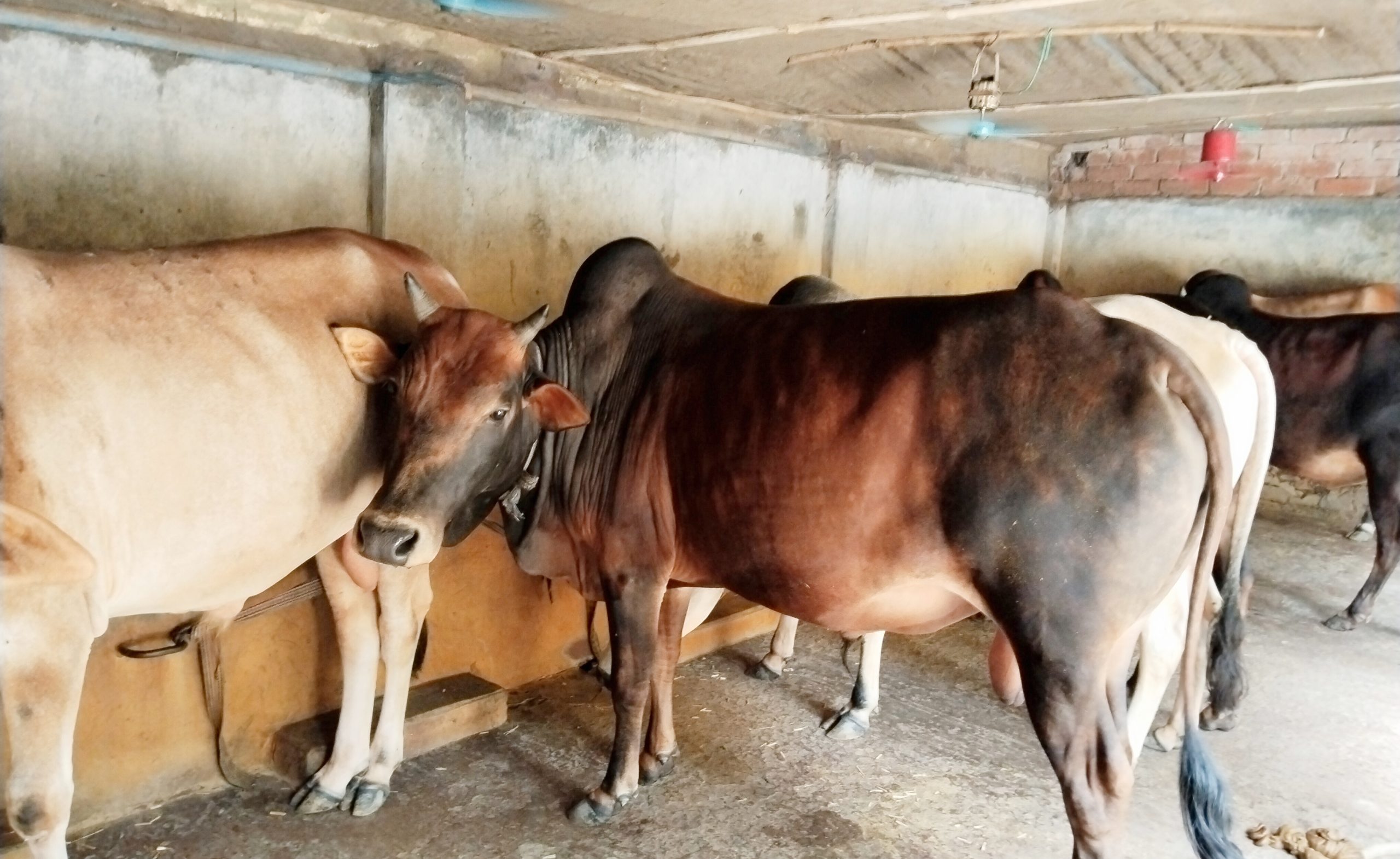 কোরবানির ঈদ ঘিরে জমে উঠেছে সাতক্ষীরার ‘গরুগ্রাম’, মিলছে বিশেষ সুবিধাও