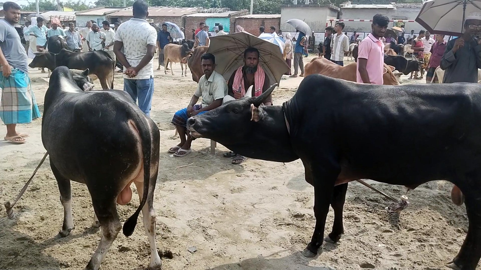শেড নেই পারুলিয়ার পশুরহাটে, গরমে ভুগছেন খামারি ও ক্রেতারা