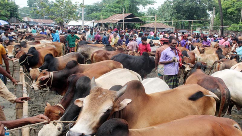 শার্শায় কোরবানির জন্য প্রস্তুত ১৬ হাজার গবাদিপশু