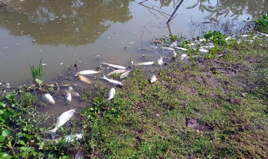 তালায় মৎস্য ঘেরে বিষ প্রয়োগে ৩ লক্ষ টাকার মাছ মরে সাবাড়