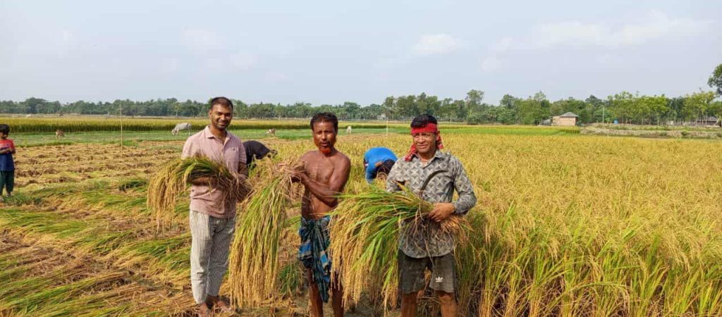 শ্যামনগরে বোরোর বাম্পার ফলন: লক্ষ্যমাত্রা ছাড়িয়ে হাসি ফুটেছে কৃষকের মুখে