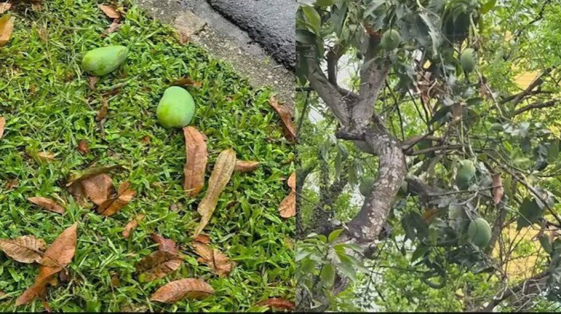 পড়ে থাকা আম কুড়ালে ৫ লাখ টাকা জরিমানা