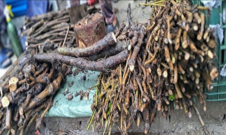 পাইকগাছায় চুইঝালের চাহিদার সঙ্গে বেড়েছে দামও