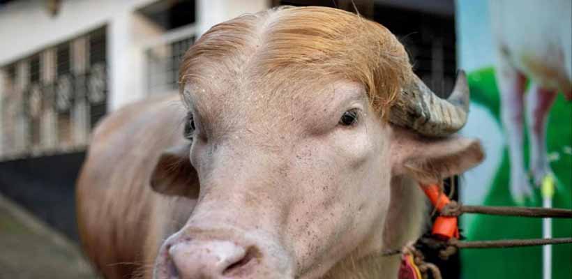 কোরবানি না হওয়া ‘ডোনাল্ড ট্রাম্প’কে নিয়ে যা বলছে বিশ্ব গণমাধ্যম
