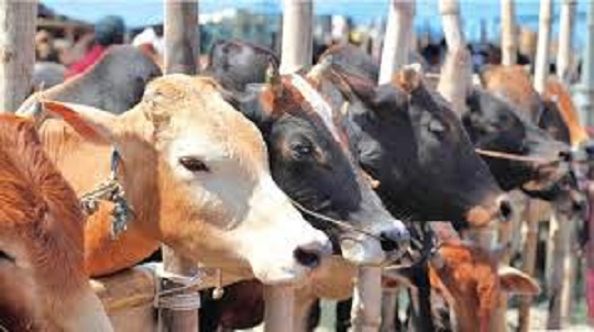সাতক্ষীরায় কোরবানির পশু চাহিদার চেয়ে ১৮ হাজার বেশি
