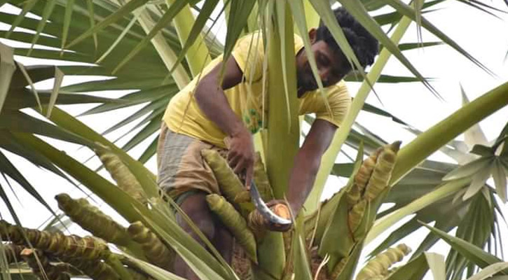 তাল গাছ থেকে পড়ে তাঁতীদলের নেতা সাবেক ইউপি সদস্যের মৃত্যু