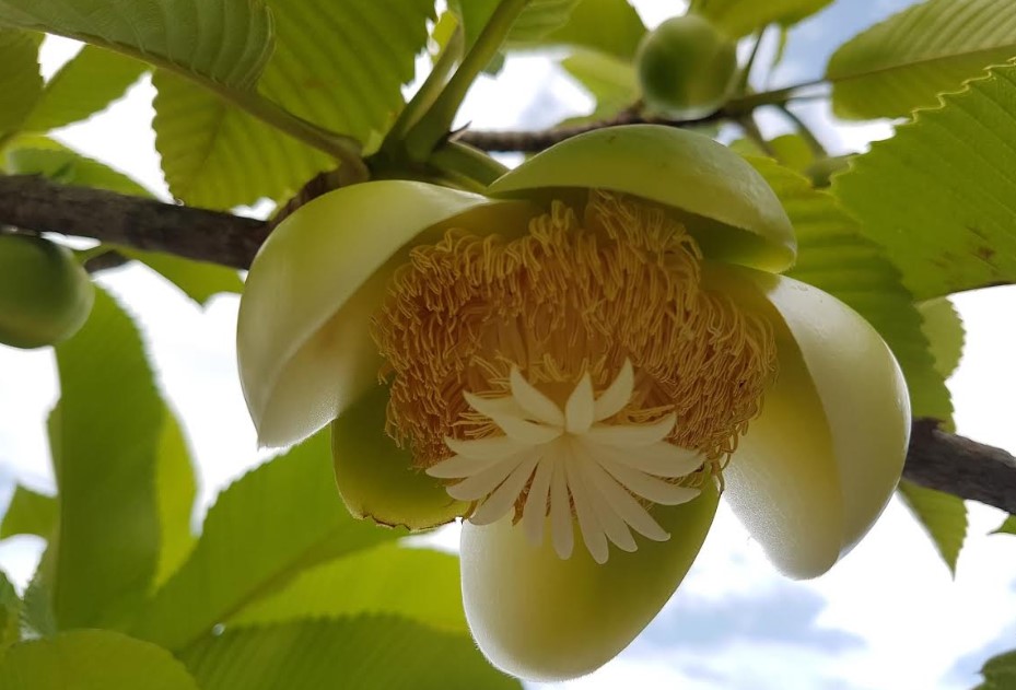 বর্ষার শুভ্র দূত: অনন্য রূপের চালতা ফুল/ ‎তারিক ইসলাম