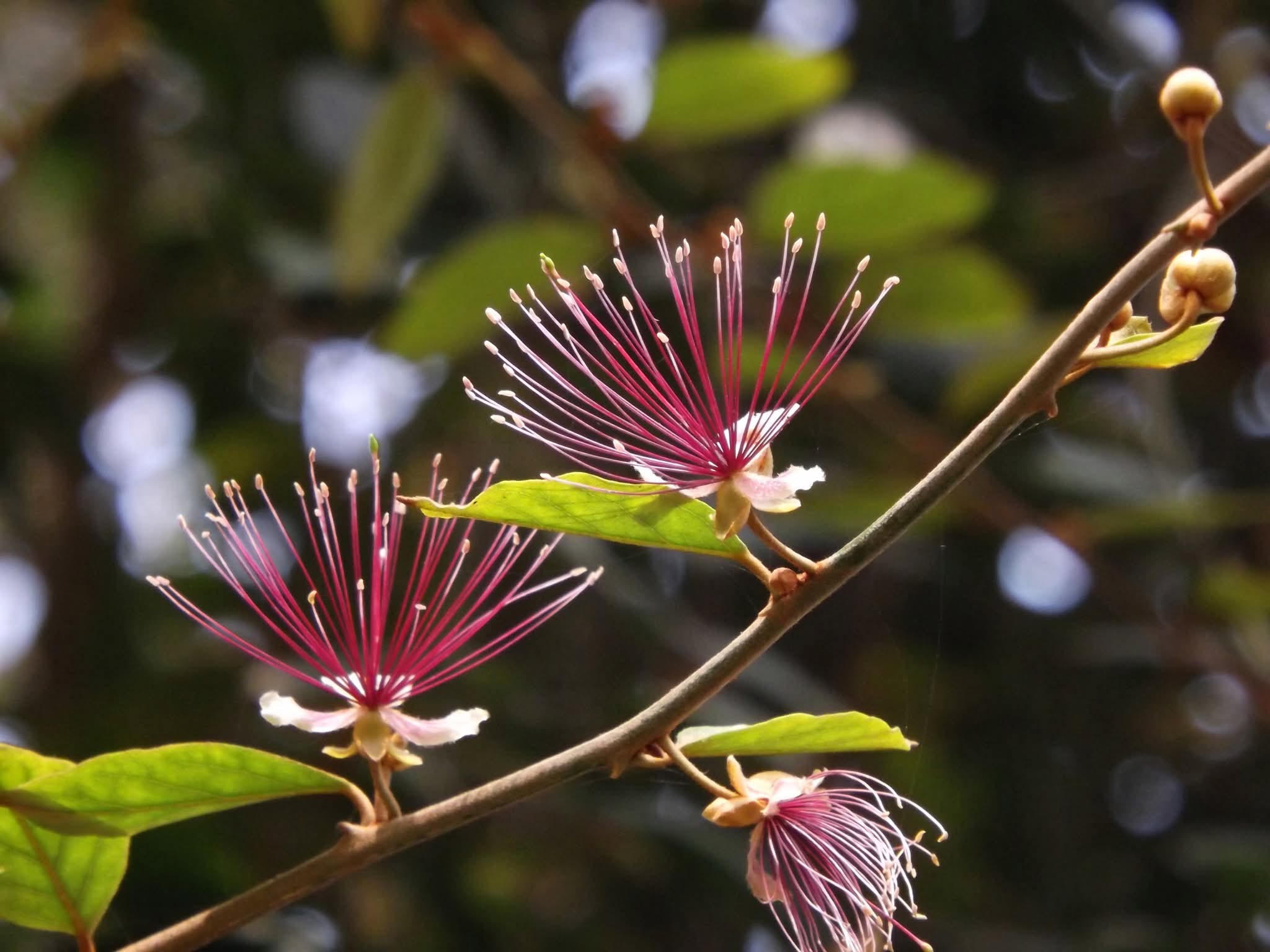 বিলাই-নখা: বিপন্ন প্রকৃতির আত্মকাহিনি