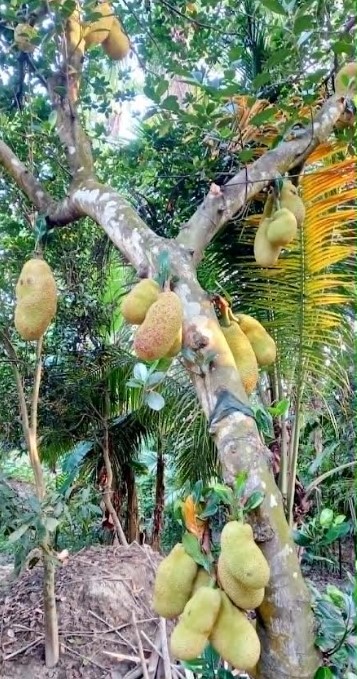 পাইকগাছায় কাঁঠালের ফলন ভাল; দামে খুশী চাষি