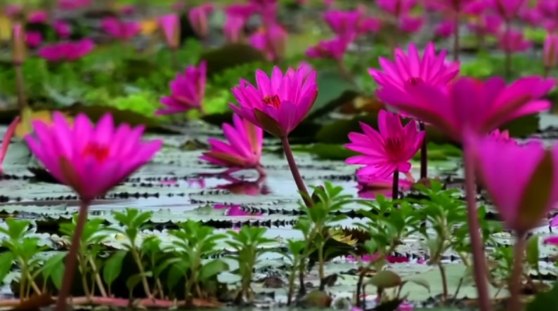 আশাশুনির জলাশয়ে বিলুপ্তপ্রায় শাপলা ফুল: হারিয়ে যাচ্ছে গ্রামীণ সৌন্দর্য ও জীববৈচিত্র্য