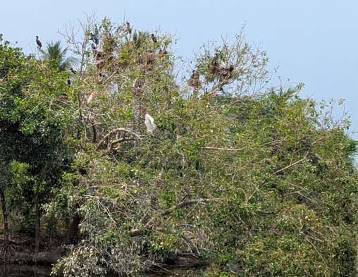 পাইকগাছার হাড়িয়া পাখির কলকাকলিতে মুখর