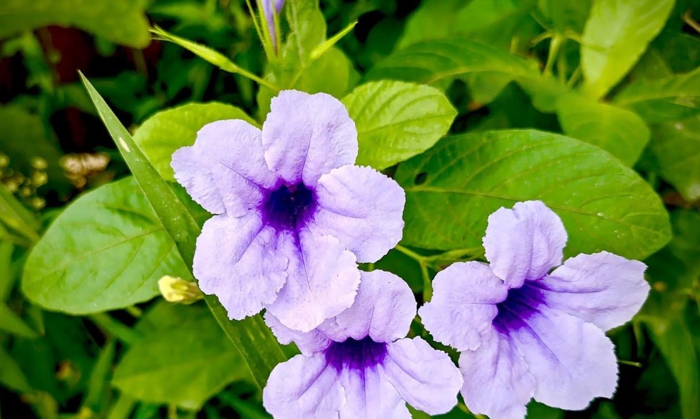 পটপটি: আমাদের শৈশব-স্মৃতি/ ‎তারিক ইসলাম