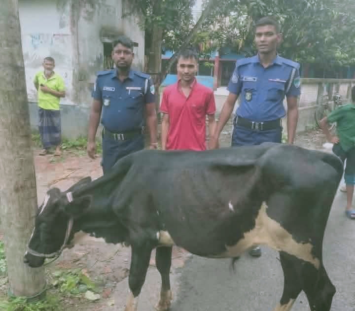 দেবহাটায় পুলিশের অভিযানে চোরাই গরু উদ্ধার, আটক ১, থানায় মামলা