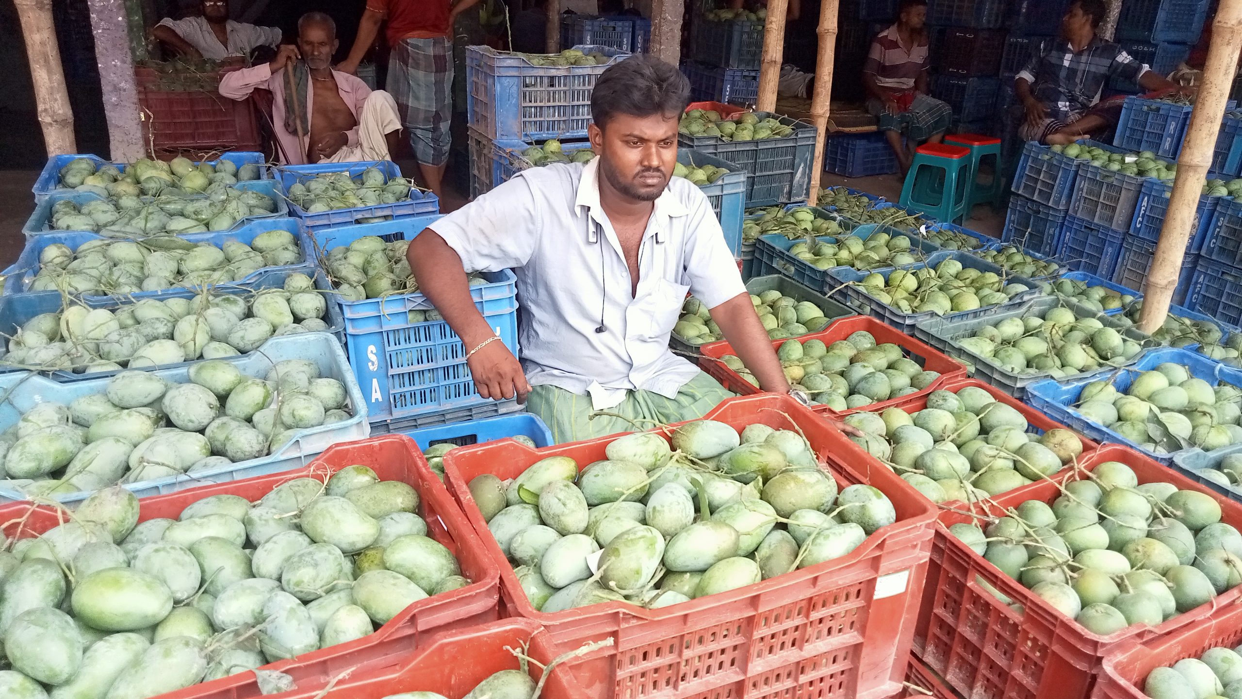 বেলতলায় আমের দামে ধস, লোকসানের মুখে আম চাষীরা