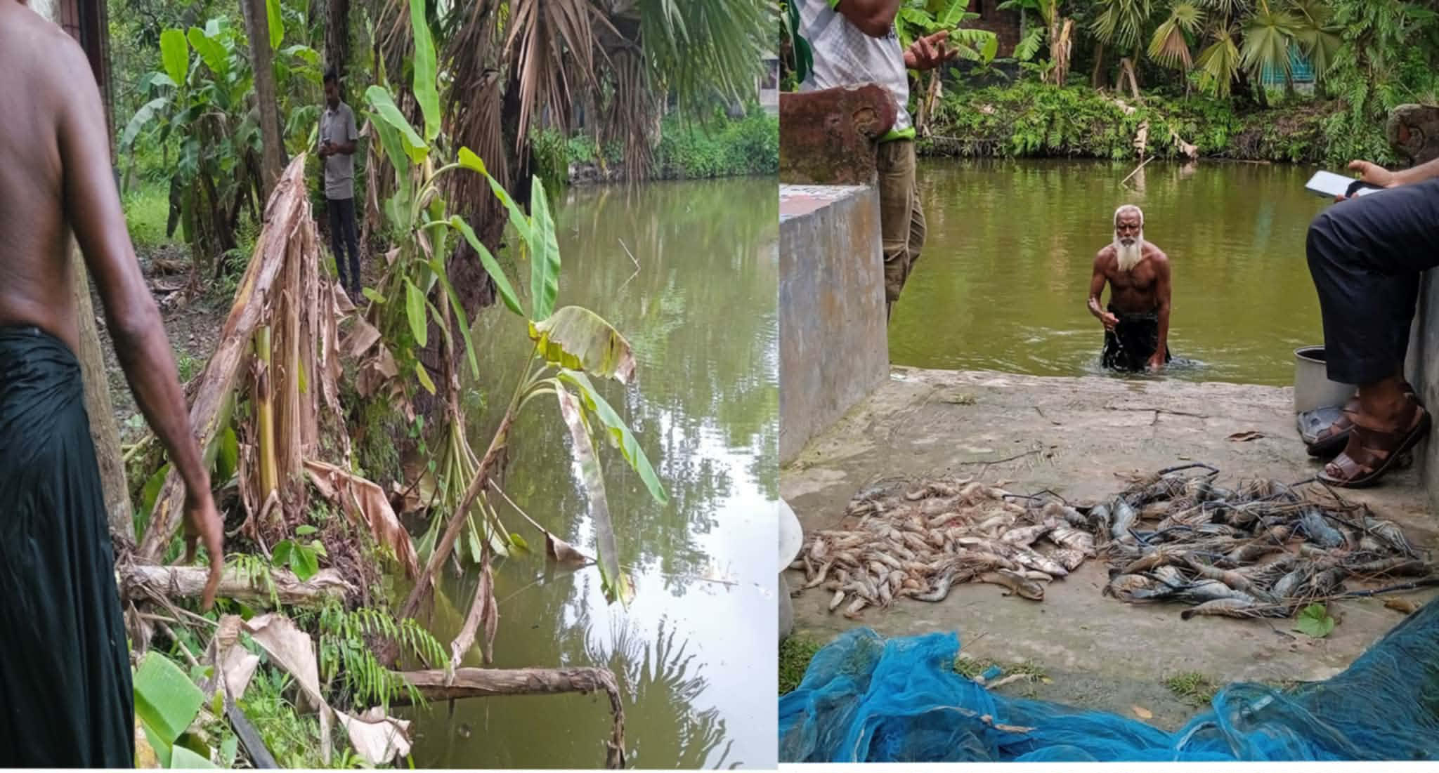 দেবহাটায় জমির বিরোধ: গাছ কাটা ও পুকুরে বিষ প্রয়োগের অভিযোগ