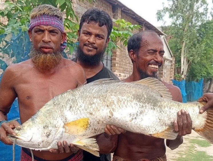 খোলপেটুয়ার জেলের জালে ১৫ কেজির ভেটকি, দেখতে ভিড় স্থানীয়দের