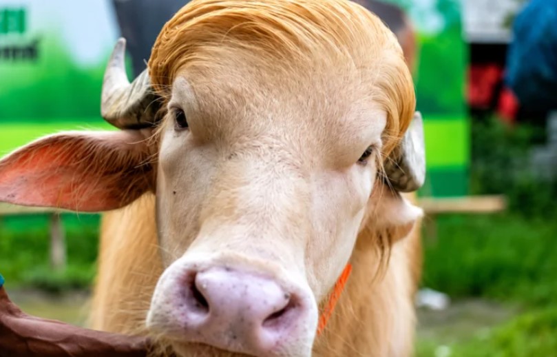 মানুষের নামে পশুর নাম রাখা মানবমর্যাদার অপমান