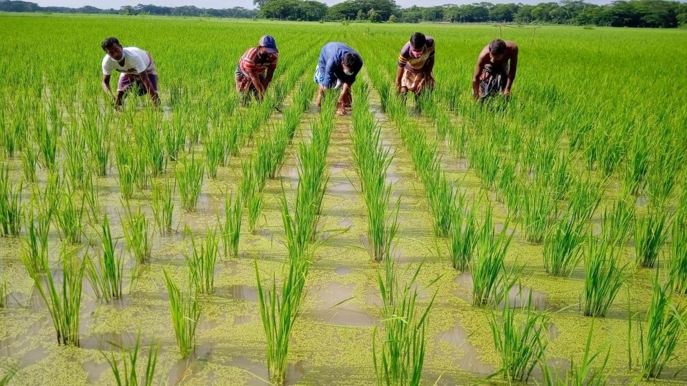 ক্লাসরুম ছাড়িয়ে খুদে বিজ্ঞানীদের চোখ এবার ‘স্মার্ট কৃষি’তে