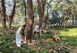 সম্পাদকীয়/ নির্বিচারে বৃক্ষনিধন রোধে চাই কার্যকর জাতীয় পর্যবেক্ষণ ব্যবস্থা