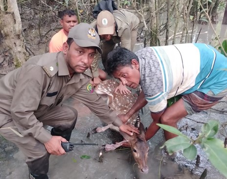 সুন্দরবনে শিকারীর ফাঁদ থেকে হরিণ উদ্ধার, বনে অবমুক্ত