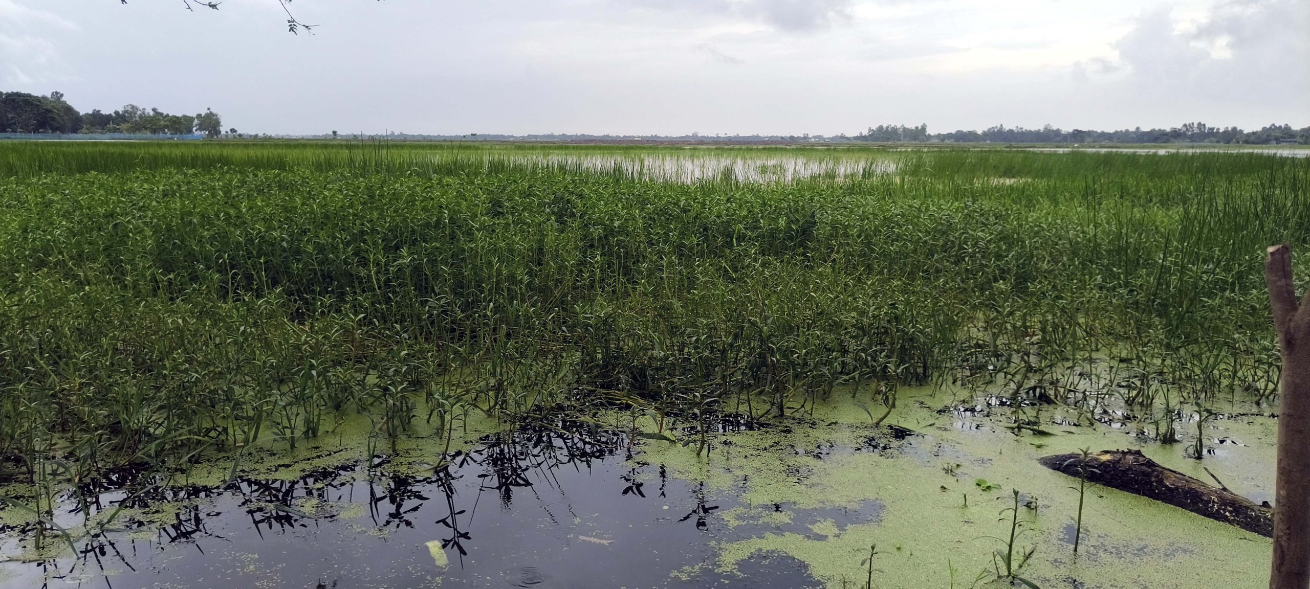 শ্যামনগরের ভেটখালী বিলে পানিতে জলাবদ্ধতা, কৃষকের মাথায় হাত