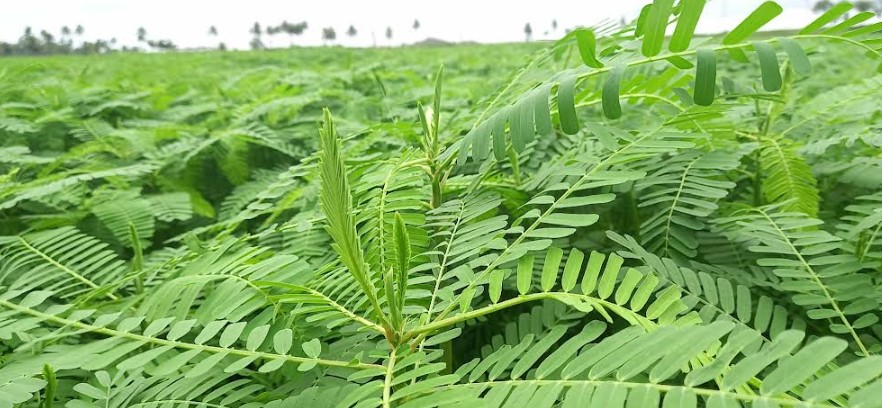 পাইকগাছার বোয়ালিয়া বিএডিসি খামারে মাটির স্বাস্থ্য ও গুণাগুণ রক্ষায় ধৈঞ্চার চাষ