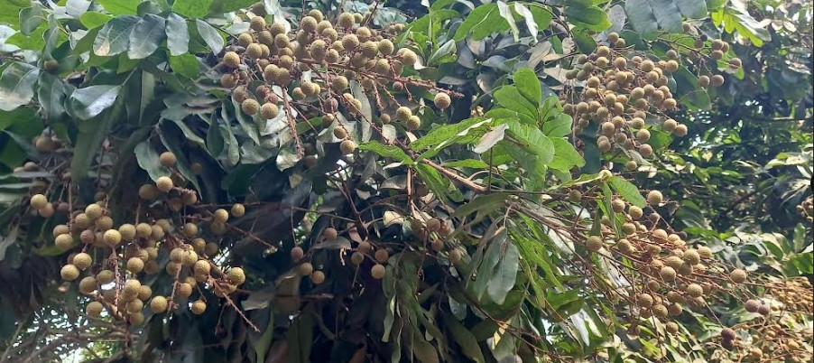 পাইকগাছায় আঁশফলের বাম্পার ফলন; বাজারে চাহিদা প্রচুর