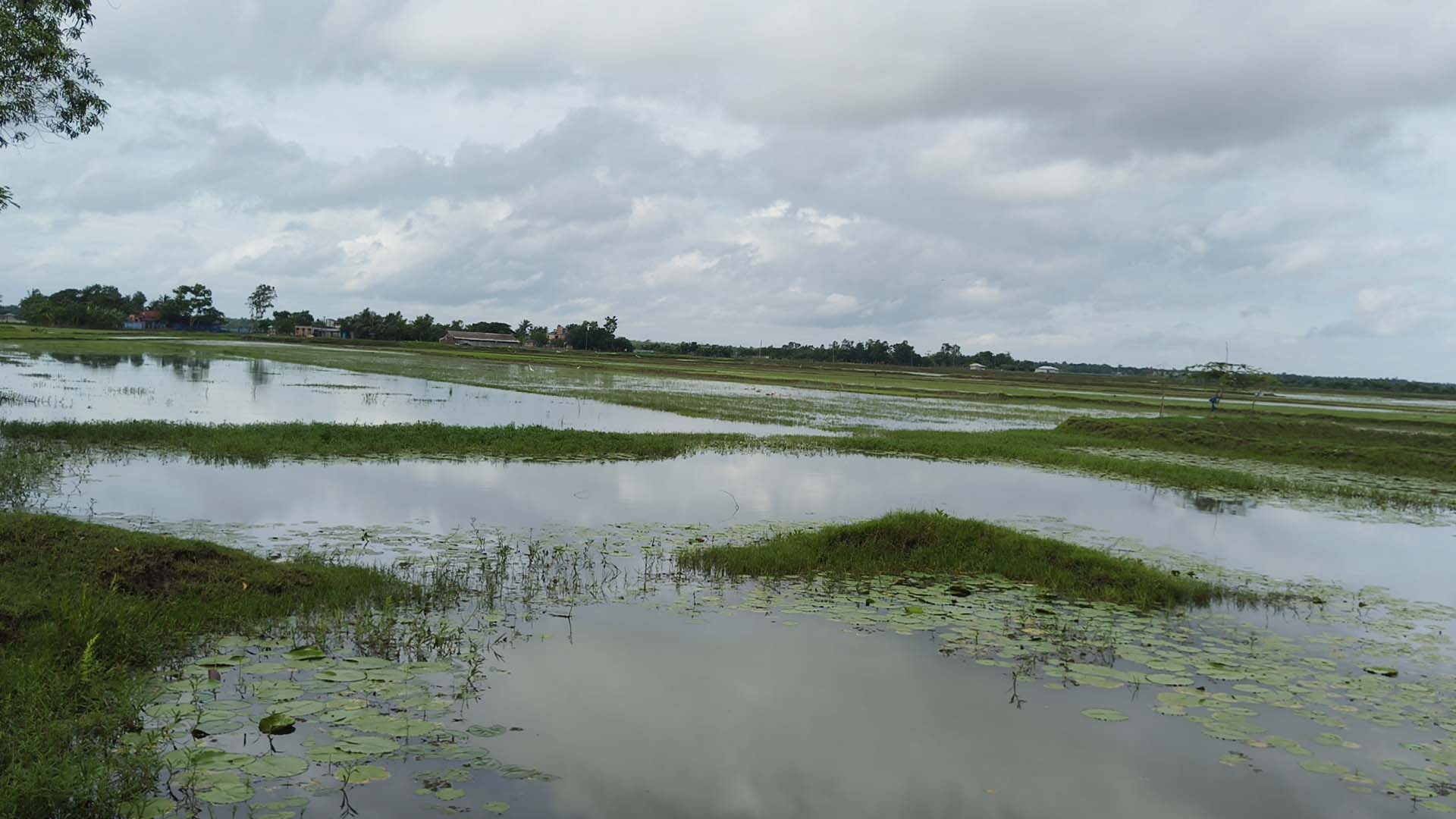 শ্যামনগরে ঝুুরঝুরি খালের অবরুদ্ধ প্রবাহ, জলাবদ্ধতায় হাজার বিঘা ফসল বিনষ্ট
